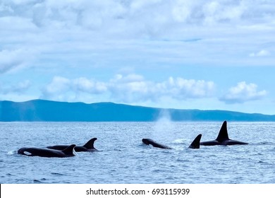 A Family Group Of Killer Whales (orca) Near The South Coast Of Pico Island In The Azores. A Great Destination For Whale Watching And Ecotourism.