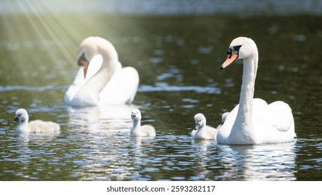 Un grupo familiar de cisnes mudos, de color Cygnus, a la luz del sol. Se trata de una pareja reproductora masculina y femenina con cisnes. Southampton common, Hampshire, Reino Unido