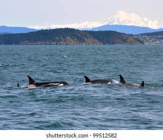 A family group of transient (marine mammal feeding) orcas surfaces in the San Juan Islands with Washington's Mt. Baker in the background.