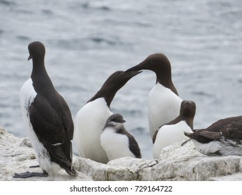 110 Guillemot family Images, Stock Photos & Vectors | Shutterstock