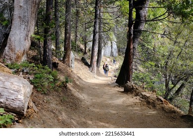 A Family Hikes Near Sequoia Trees In California.