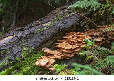 Family Honey Fungus