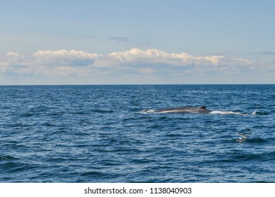 A Family Of Humpback Whales Is Looking For Plancton While Swimming In The Atlantic Ocean. The Picture Was Taken From A Whale Watching Tour Boat That Departs From Boston Harbor In Massachusetts, USA. 