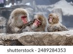 A family of Japanese macaques relaxing in a hot spring in Jigokudani Monkey Park, Nagano, Japan.