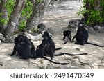 A family of Javan Langurs inside the West Bali National Park, Indonesia