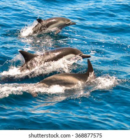 A Family Of Jumping Dolphins Near The Channel Islands Near Santa Barbara.