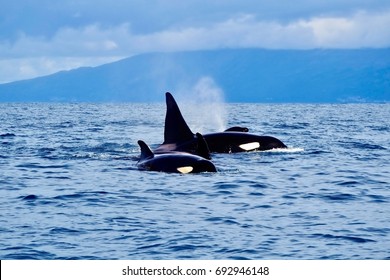 A Family Of Killer Whales (Orcinus Orca), Just Off The Coast Of The Azores, Top Spot For Whale Watching.