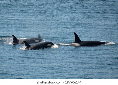 A family of killer whales travels together in Haro Strait, Washington.