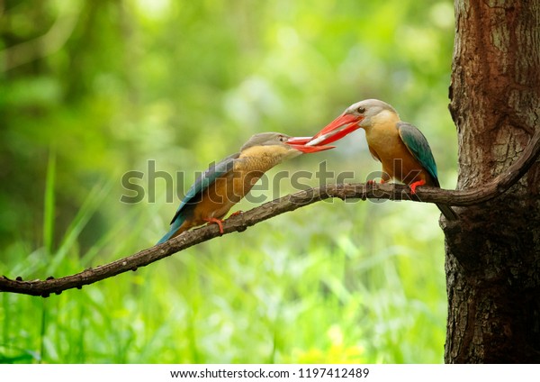 Family king fisher with fish\
