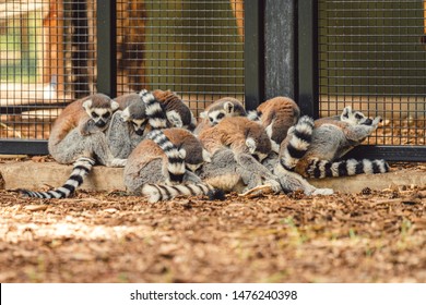 A family of Lemurs huddle together for safety and warmth at a Zoo in the North of the UK - Powered by Shutterstock