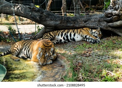 Family Leopard  Tiger (Felise Tigris) Or Couple To Lie On And They Hunting Victim At Night With Tree Background. Clipping Path Included. The Tiger Hunter Is Staring At Its Prey.