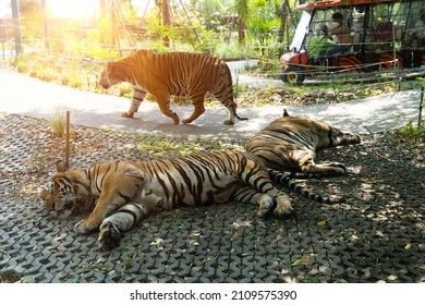 Family Leopard  Tiger (Felise Tigris)  To Lie On And They Hunting Victim At Night With Sightseeing Car In The Zoo  Background.Clipping Path Included. The Tiger Hunter Is Staring At Its Prey.