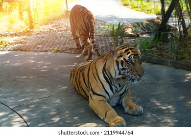 Family Leopard  Tiger (Felise Tigris)  To Lie On And They Hunting Victim At Night With Tree Background. Clipping Path Included. The Tiger Hunter Is Staring At Its Prey.