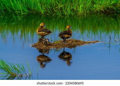 A Family Of Lesser Whistling Ducks