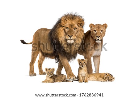 Family of lion, adult and cub, isolated. Wild cat