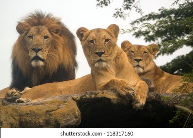 Family Of Lions