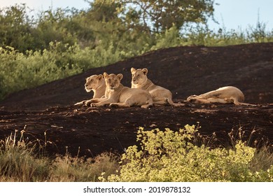 Family Of Lions On Vacation. Safari In Kenya