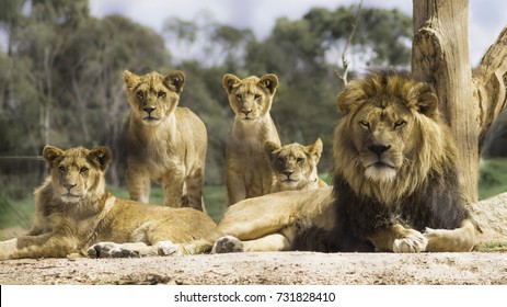 Lion Pride Images, Stock Photos &amp; Vectors | Shutterstock
