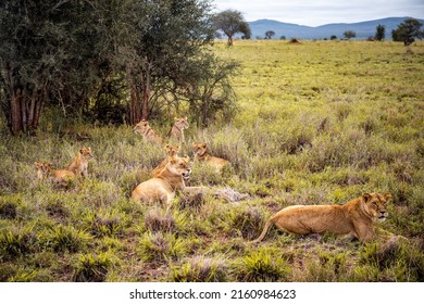 A Family Of Lions With Their Cubs, Photographed In Kenya, Africa On A Safari Through The Savannah Of The National Parks. Pictures From A Morning Game Drive