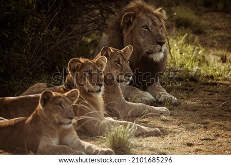 Family of lions watching keeping an eye out, shot this one in Uganda, Africa