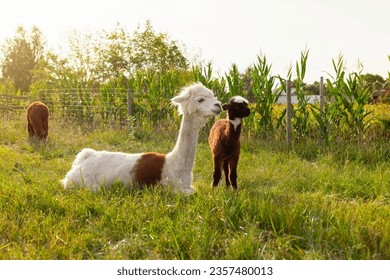 Family llamas outdoor. Cute little alpaca (lama animal, llama) baby in farm. Funny animal portrait. Close up tender young alpaca from llama farm or zoo. Furry lama baby