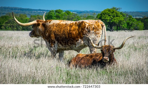 Family of\
Longhorns relaxing in the grasslands. Wide set Horns in a field a\
brown grass with blue sky Texas Hill Country Ranch Animals hanging\
out and laying around eating\
grass