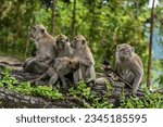
A family of long-tailed macaque monkeys playing in nature in Singapore.