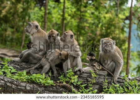 
A family of long-tailed macaque monkeys playing in nature in Singapore.