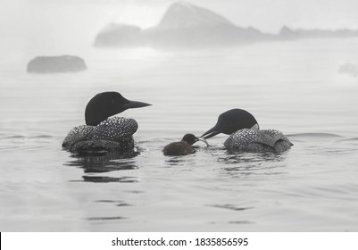 Family Of Loonie In Water During Summer