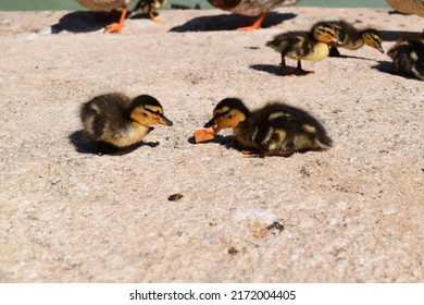 A family of mallard ducks. Babies explore the world under the watchful eye of their mother