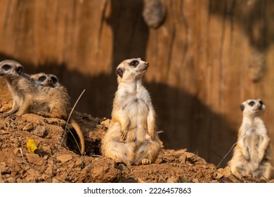 A family of meerkats photographed early in the morning. Taken on a meerkat safari.