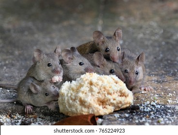 Family of mice eating cake in an urban house garden.
