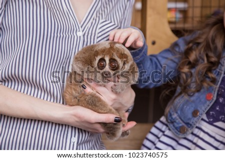 Family mom and daughter in a contact zoo are holding Lemur Slow Loris Stare.