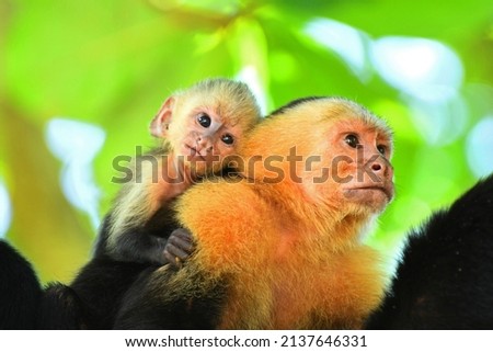 Family of mom and little titi monkey in Manuel Antonio - Costa Rica