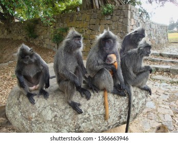 Family Of Monkeys With Cub. Silverly Langur (trachypithecus Cristatus).