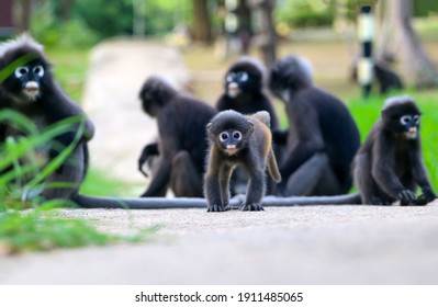 
A family of monkeys sitting on a footpath in the national park.Animals with their baby of Leaf Monkeys or Dusky Langur and mother who are living in the forest in Thailand - Shutterstock ID 1911485065