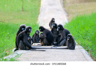 
A family of monkeys sitting on a footpath in the national park.Animals with their baby of Leaf Monkeys or Dusky Langur and mother who are living in the forest in Thailand - Shutterstock ID 1911485068