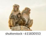 Family of monkeys are together