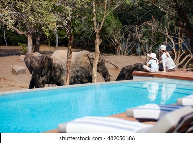 9,693 Safari pool Images, Stock Photos & Vectors | Shutterstock