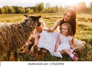 Family Mother With Children Stroking A Sheep On A Field At Sunset On A Summer Day At The Farm