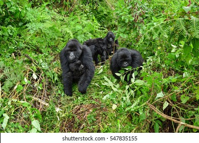 Family Of Mountain Gorillas With A Baby Gorilla In Rwanda