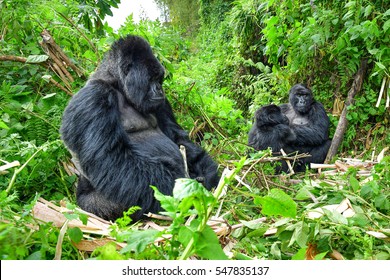 Family Of Mountain Gorillas With A Silverback, Female And Baby Gorilla In Rwanda