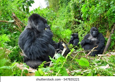 Family Of Mountain Gorillas With A Silverback, Female And Baby Gorilla In Rwanda