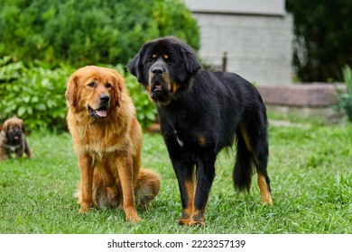 Family Newfoundland Dogs With Puppies, Running Around, Playing In The Summer Park On Green Grass Outdoor.