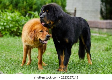 Family Newfoundland Dogs With Puppies, Running Around, Playing In The Summer Park On Green Grass Outdoor.