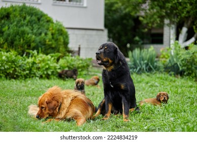 Family Newfoundland Dogs With Puppies, Running Around, Playing In The Summer Park On Green Grass Outdoor.