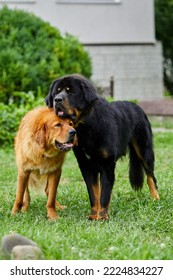 Family Newfoundland Dogs With Puppies, Running Around, Playing In The Summer Park On Green Grass Outdoor.