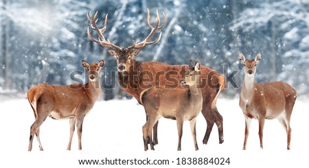 Family of  noble deer against the background of a beautiful winter snow forest. Artistic winter landscape. Christmas image. Wide format.