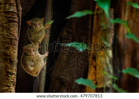 Family on the big tree. Spectral Tarsier, Tarsius spectrum, hidden portrait of rare nocturnal animals, in large ficus tree, Tangkoko National Park, Sulawesi, Indonesia, Asia.