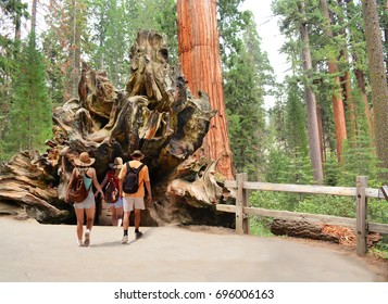 Family On Hiking Trip Exploring Sequoia Trees. People Walking  Through The Fallen Monarch, Tree, General Grant Tree Trail, Kings Canyon National Park, California, USA.
In Kings Canyon National Park